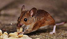 24 Hour & Emergency Exterminators in Elgin, IL